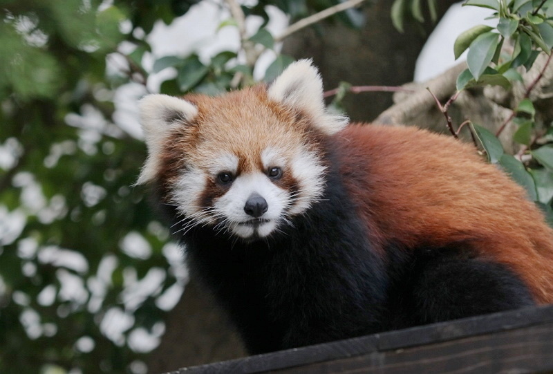 キララセレクション キララの森の動物たち 希少 キララセレクション