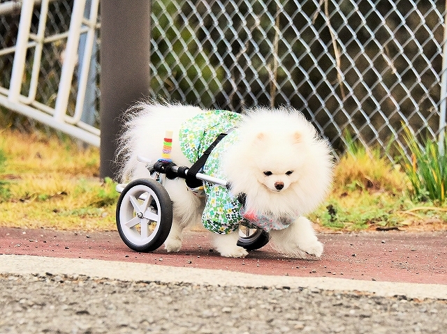 絶対に負けない彼女_d0360206_00251220.jpg