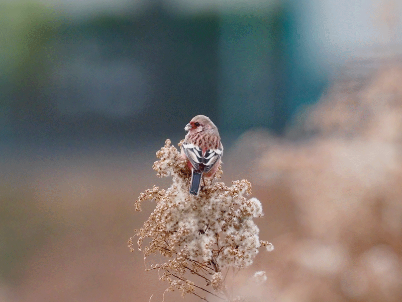 d0290240_03320306.gif