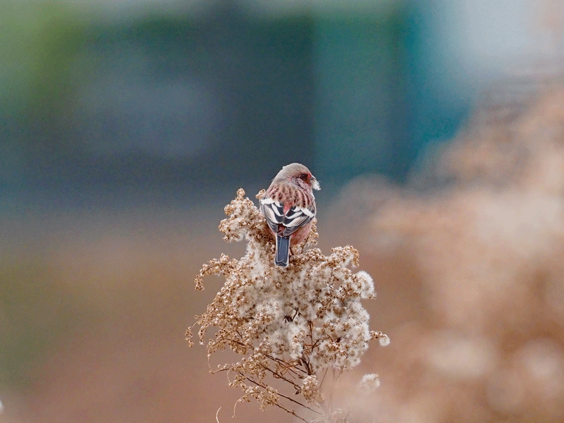 d0290240_03321145.gif