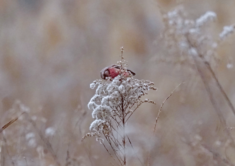 d0290240_03332613.gif