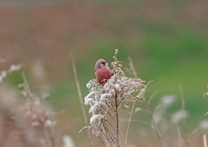 d0290240_03354682.gif