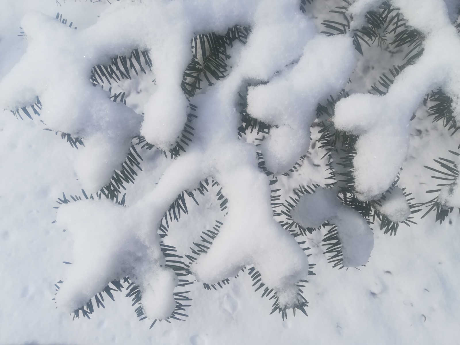 雪模様 あるちゅはいま日記 雪模様 あるちゅはいま日記