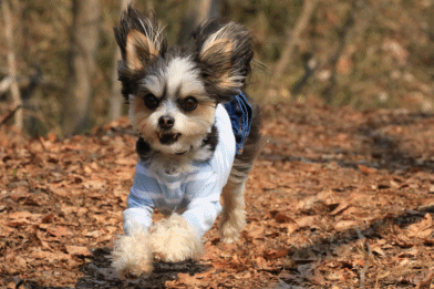 c0145250_09092629.gif