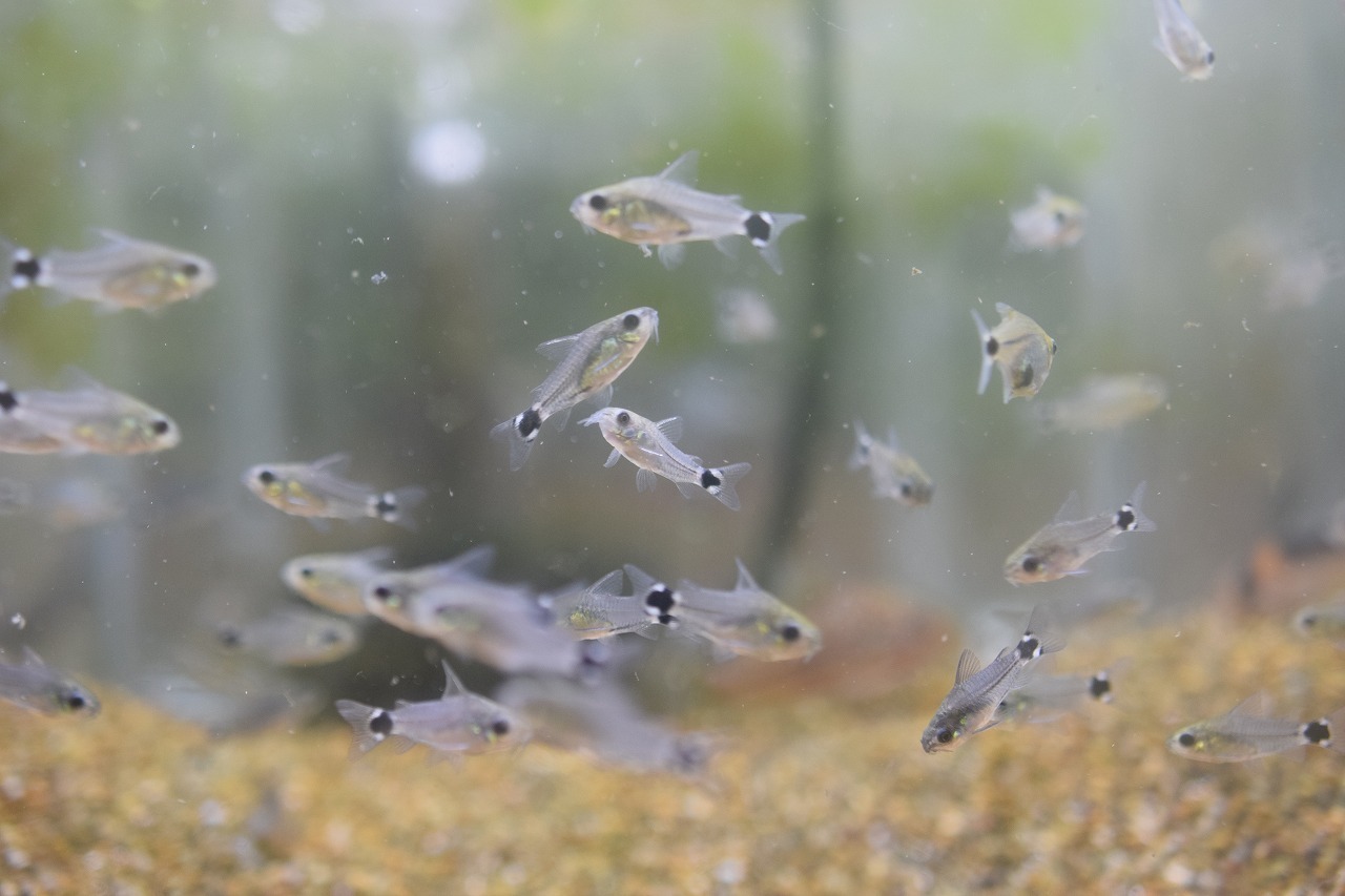 コリドラスハステータス アクア エフ の入荷情報