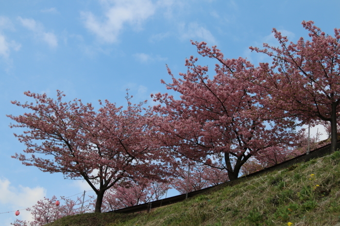 河津桜に癒されて 松田山ハーブガーデン 1 Let S Enjoy Everyday 河津桜に癒されて 松田山ハーブガーデン 1 Let S Enjoy Everyday