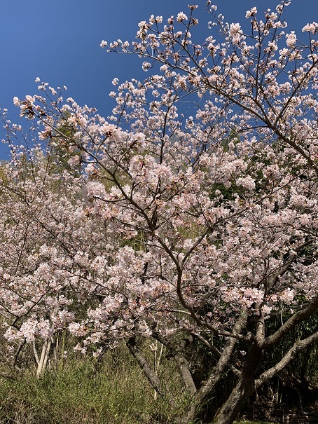 桜が咲いた（樱花开了）_f0056261_23011271.jpg