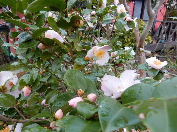 ’19,3,8(金)春の花探しと春巻き!_f0060461_10191118.jpg