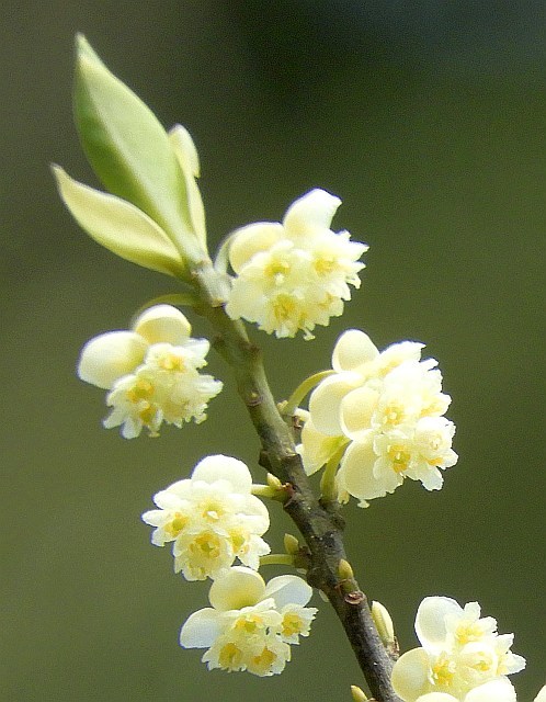 ノスリ　　アオモジの花咲く_f0378979_16074031.jpg