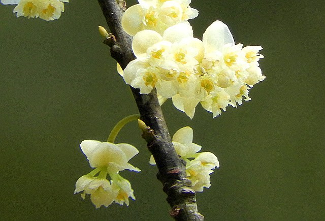 ノスリ　　アオモジの花咲く_f0378979_16075259.jpg