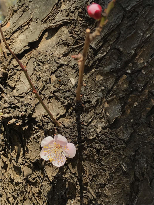 梅 は 咲い たか 桜 は まだ かいな