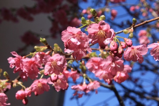 我が家の河津桜が5分咲です♪_b0207284_13514290.jpg