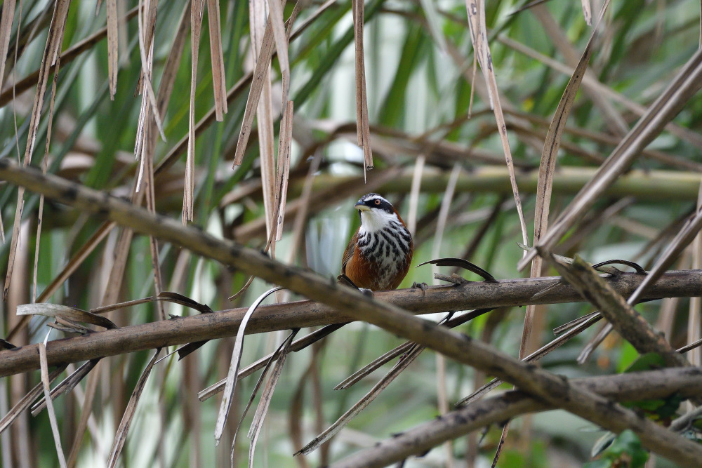 台湾野鳥撮影　その31_f0202686_17174514.jpg