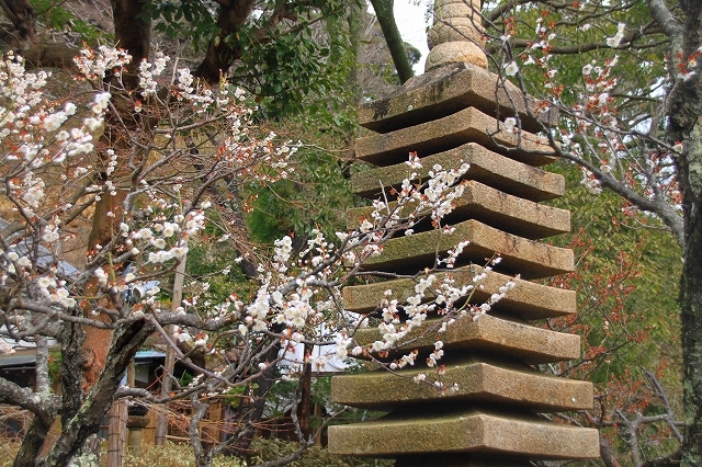 円覚寺、梅散策_f0374092_14390235.jpg