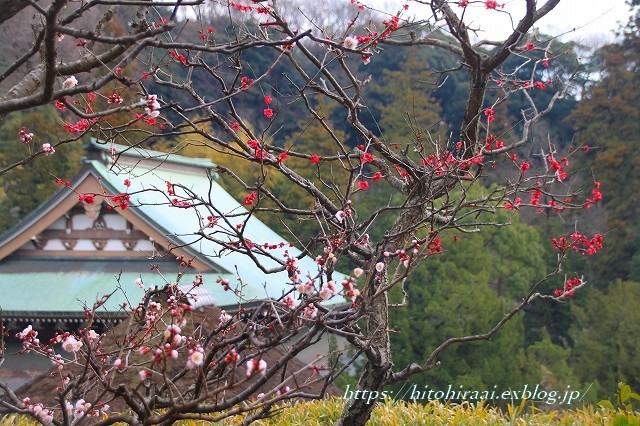 円覚寺、梅散策_f0374092_14400146.jpg