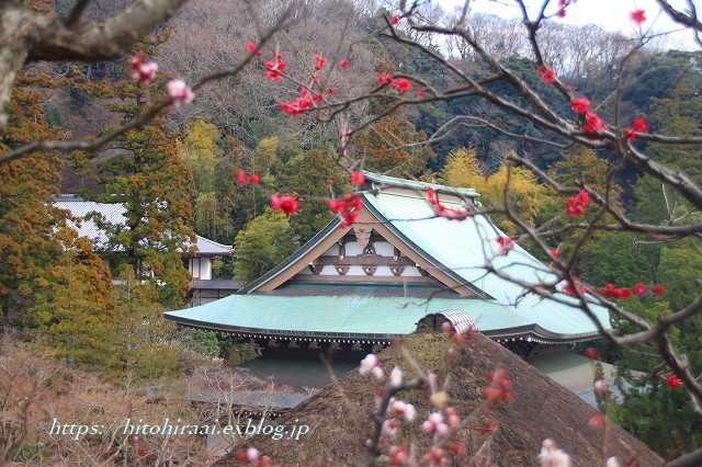 円覚寺、梅散策_f0374092_14414672.jpg