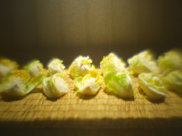 a0206496_12511831.jpg