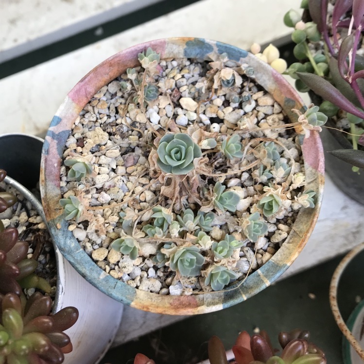 子持ち蓮華錦が生き返した Miiの多肉植物