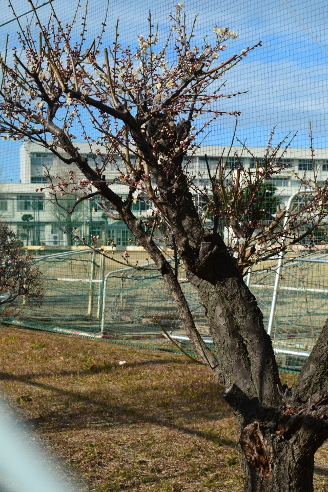 埼玉県立上尾高等学校(建築家・関根要太郎作品研究)_f0142606_09260708.jpg