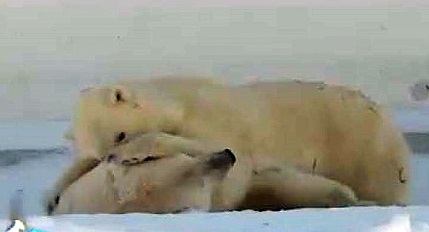 ロシア北東部 サハ共和国・ヤクーツク動物園で春の到来を待つコルィマーナとロモノーソフ_a0151913_23395459.jpg