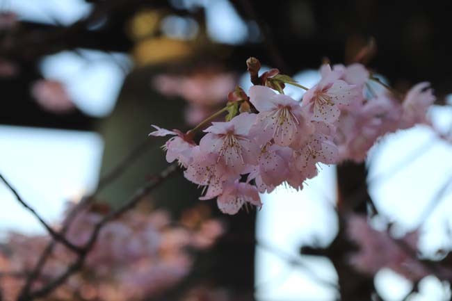 桜がスタートした　知恩寺_e0048413_19541671.jpg
