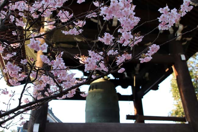 桜がスタートした　知恩寺_e0048413_19542146.jpg