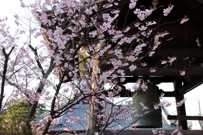 桜がスタートした　知恩寺_e0048413_19542565.jpg