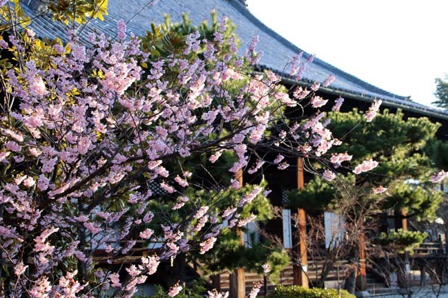 桜がスタートした　知恩寺_e0048413_19543235.jpg