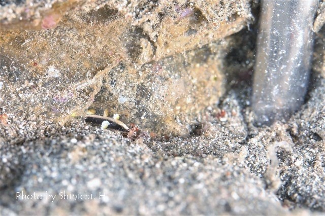 幼魚の季節_c0211615_17325052.jpg