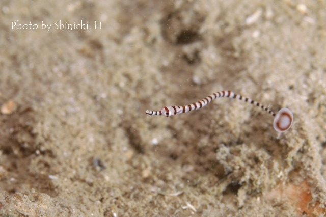 幼魚の季節_c0211615_17325065.jpg