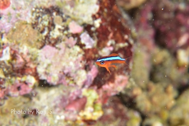 幼魚の季節_c0211615_17325145.jpg