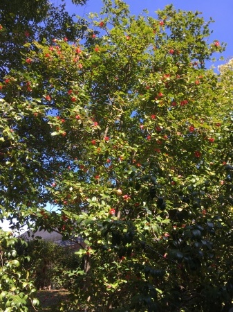 a0174419_19020786.jpeg