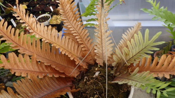 N9【レア着生植物】ドリナリア リギデュラ(Drynaria rigidula)ワイルド