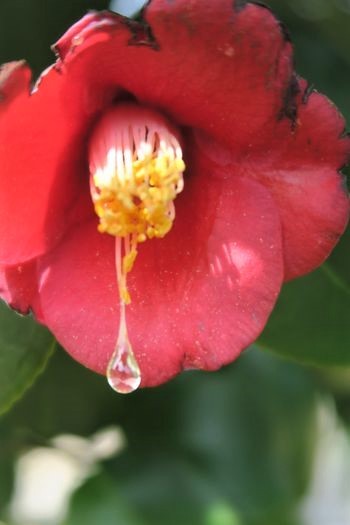 花粉症発症!?_c0134734_10560502.jpg