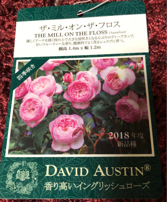 新品種ミルオンザフロスの植え付け My Small Garden Sugar Plum 新品種ミルオンザフロスの植え付け My Small Garden Sugar Plum
