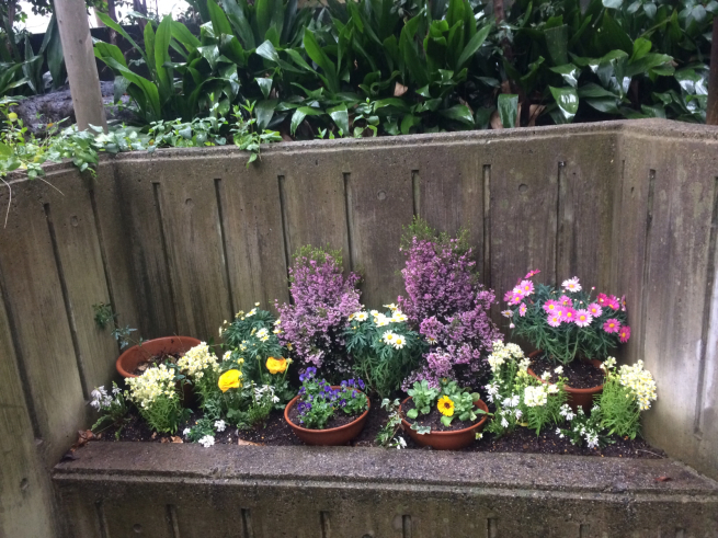 お庭の植え替え 春が来た 目黒区 都立大の 花屋 Moco 花と 植物で楽しい毎日 一人で全力で営業中 お庭の植え替え 春が来た 目黒区 都立大の 花屋 Moco 花と 植物で楽しい毎日 一人で全力で営業中