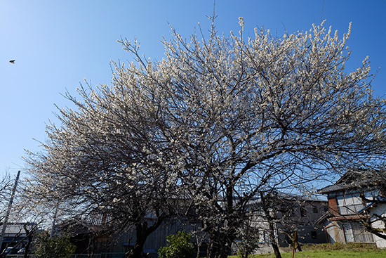 a0360062_14342494.jpg
