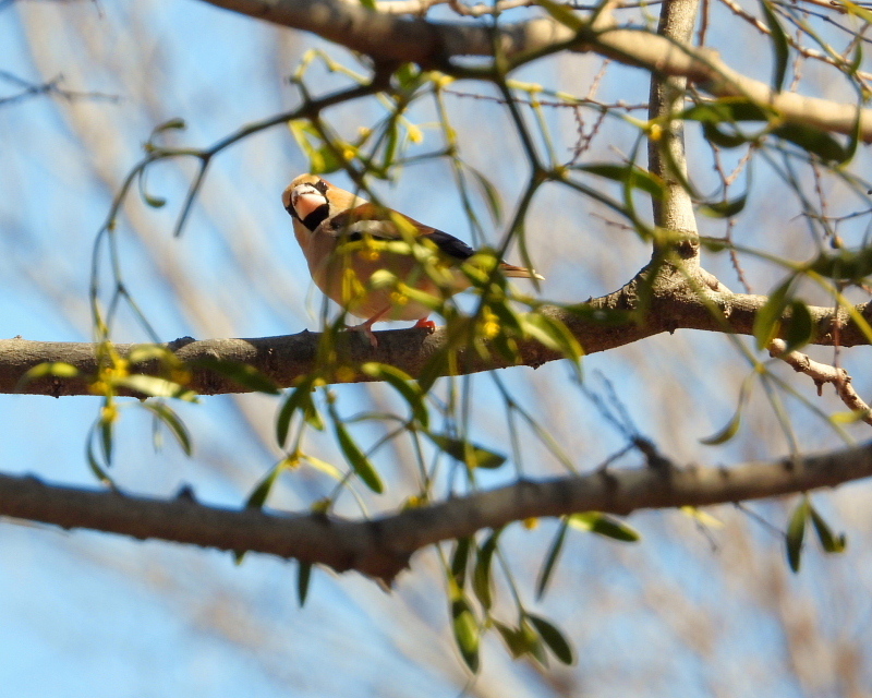 c0305565_17374419.jpg