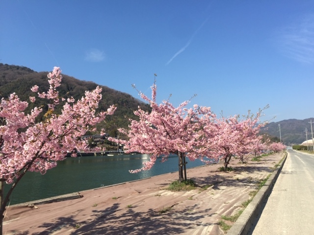 春が来た！河津桜が見頃です_e0175370_22221981.jpg