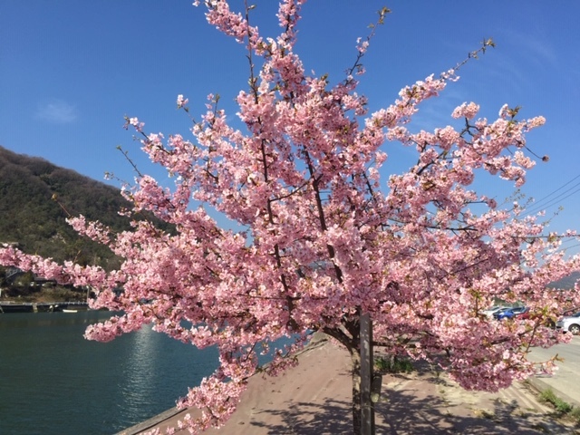 春が来た！河津桜が見頃です_e0175370_22223664.jpg