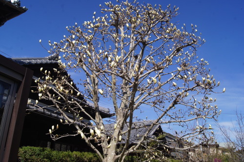 e0181373_21182605.jpg