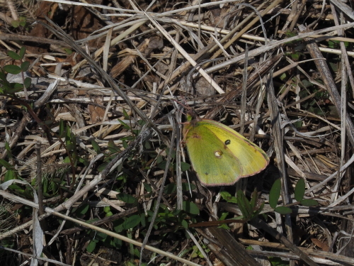 f0348480_17515938.jpg