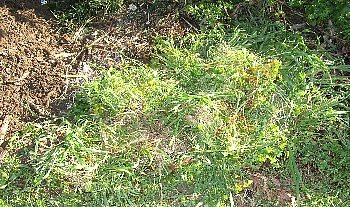 f0003283_09411898.jpg