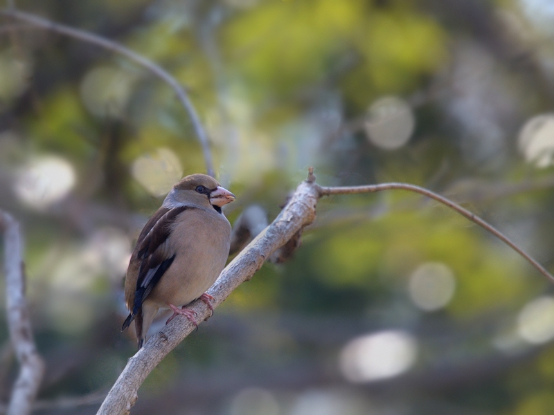 地元公園のシメたち_a0204089_62329.jpg