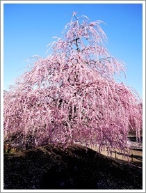 鈴鹿の森庭園2_b0142989_22034393.jpg