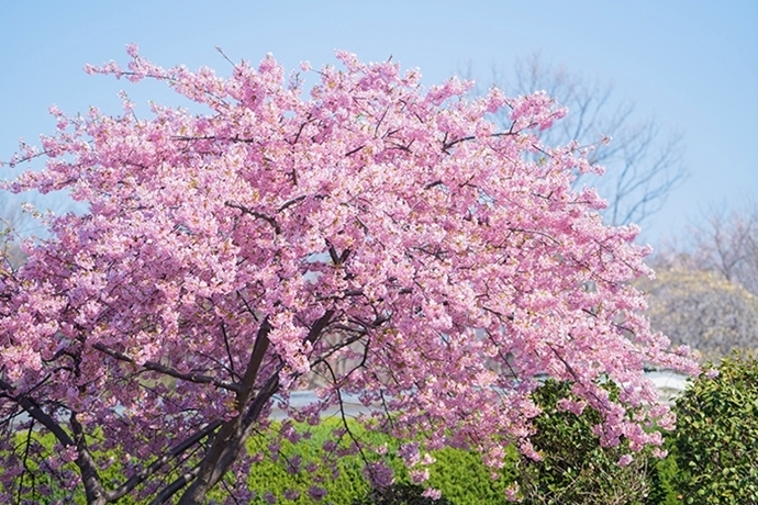 玉縄桜いっぱいの大船フラワーセンター エーデルワイスphoto