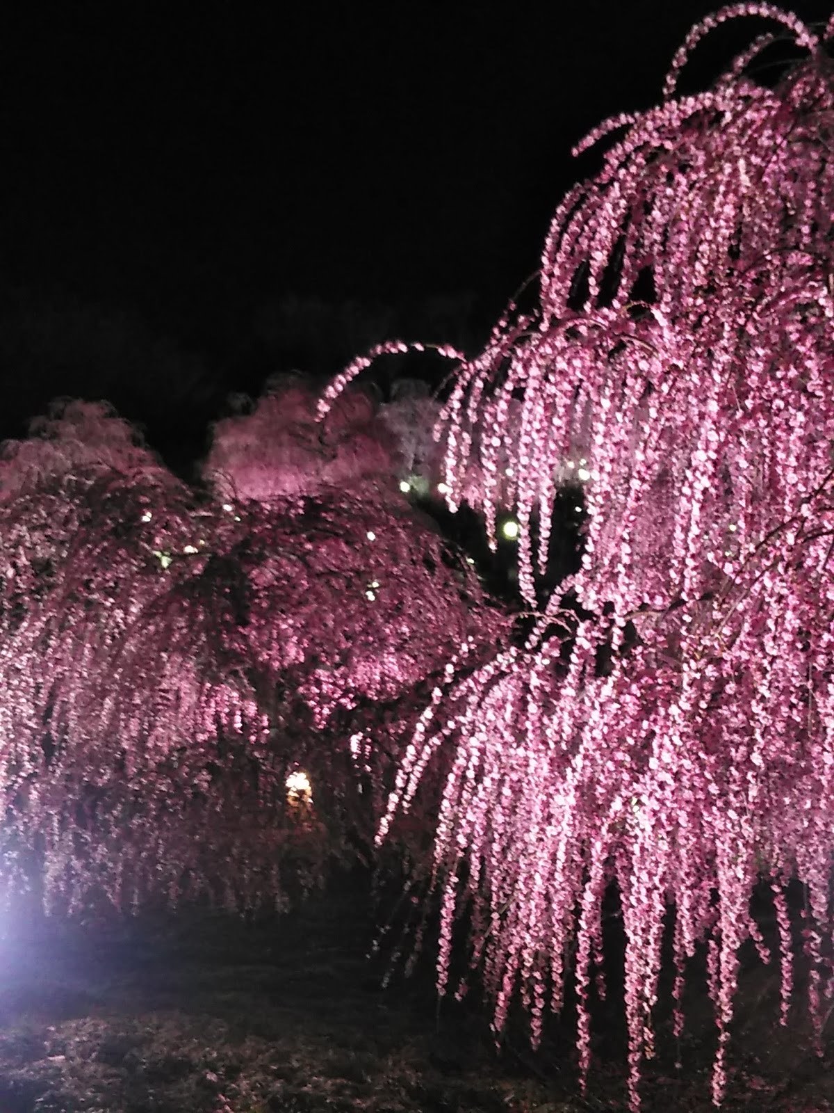 思い立ったら････････_b0331802_21162709.jpg