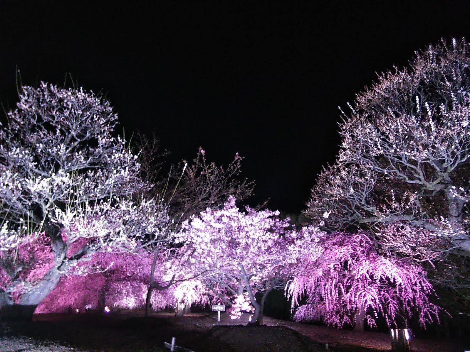 思い立ったら････････_b0331802_21162854.jpg