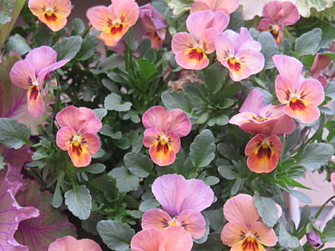d0046702_07244501.jpg