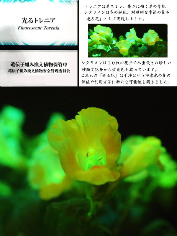 世界らん展 ２０１９ 花と緑の祭典 野草デジカメ日記